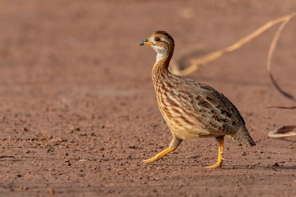 White-throated Francolin
