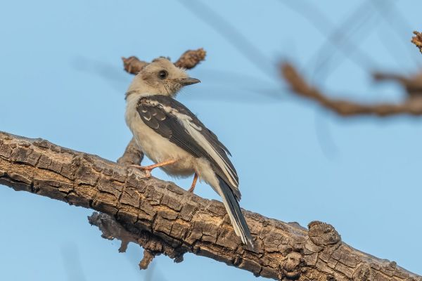 White Helmetshrike
