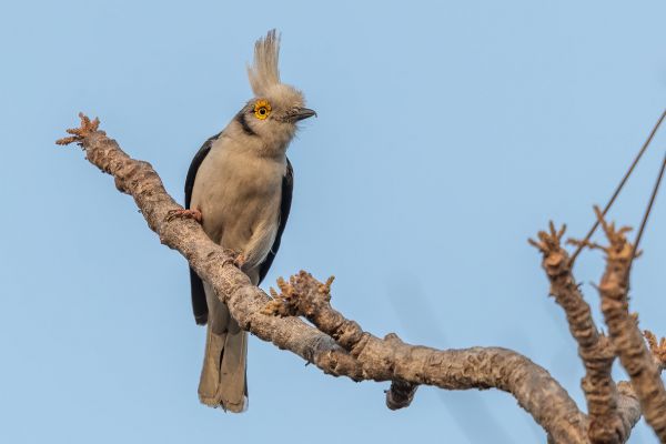 White Helmetshrike