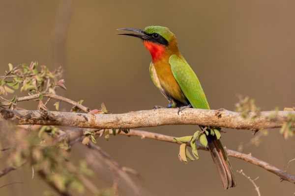 Red-throated Bee-eater