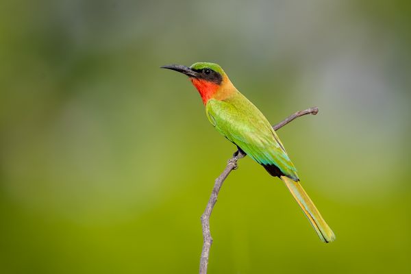 Red-throated Bee-eater
