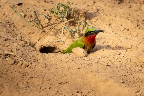 Red-throated Bee-eater