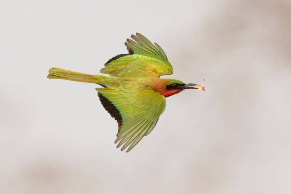 Red-throated Bee-eater