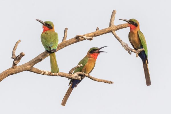 Red-throated Bee-eater