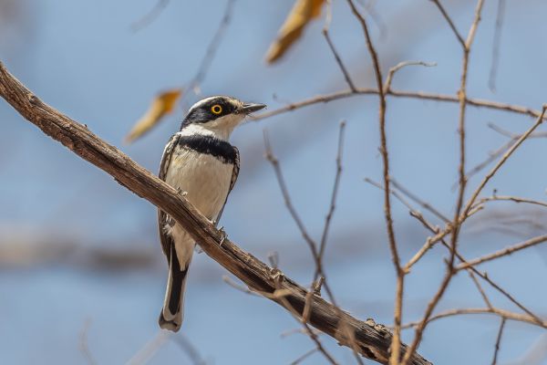 Senegal Batis