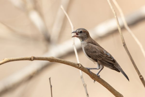 Sun Lark