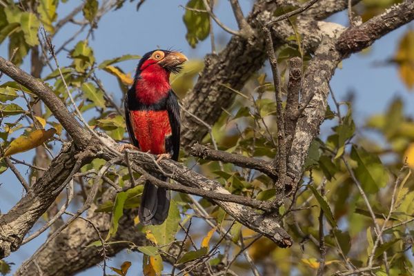 Bearded Barbet