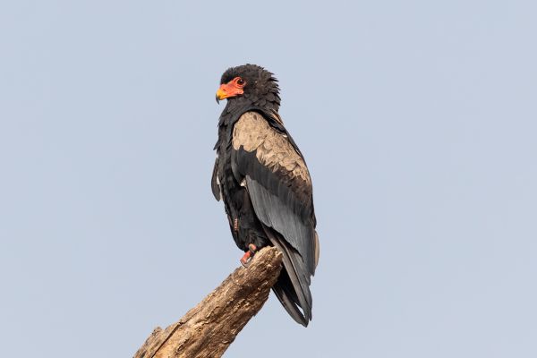 Bateleur