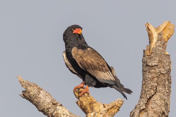 Bateleur
