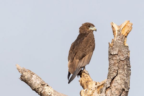 Bateleur