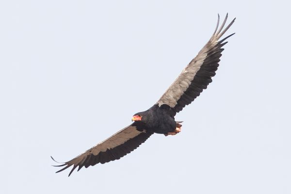 Bateleur