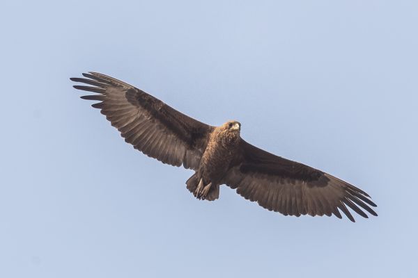 Bateleur