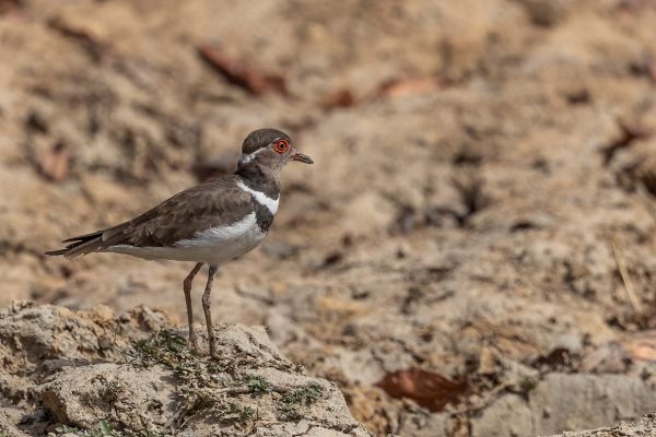 Forbes's Plover