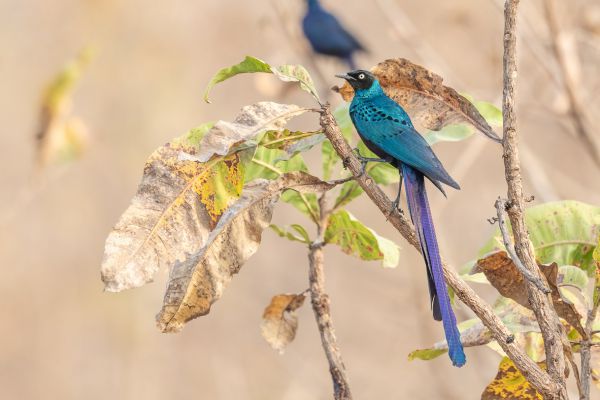 Long-tailed Starling