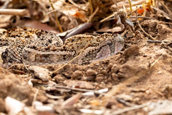Puff adder