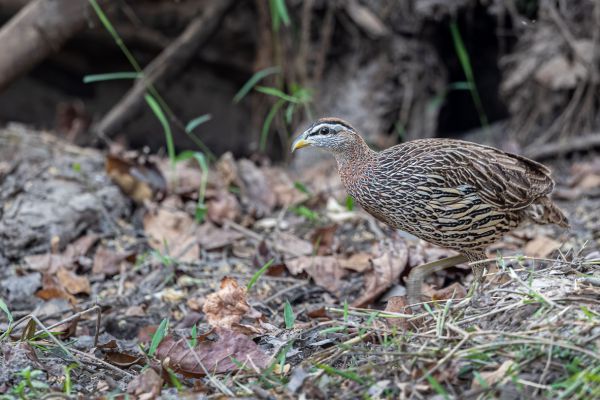 Double-spurred Francolin
