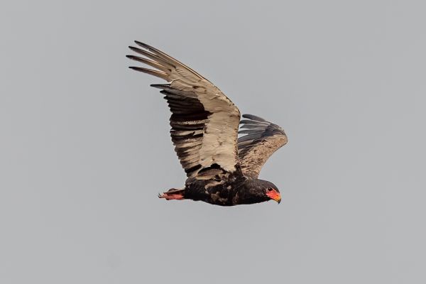 Bateleur