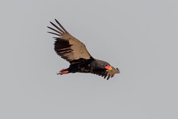 Bateleur