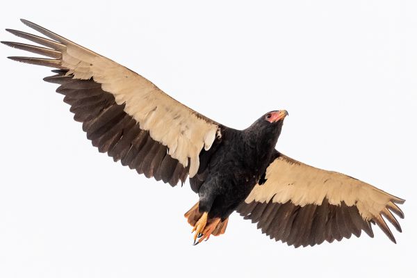 Bateleur
