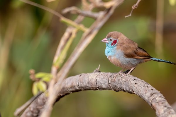 Red-cheeked Cordonbleu