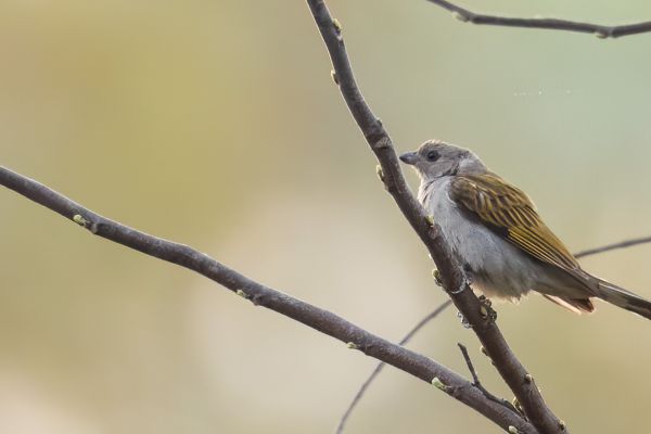 Thick-billed Honeyguide