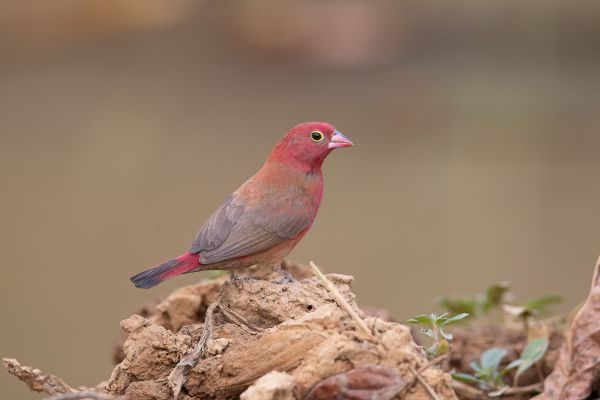 African Firefinch