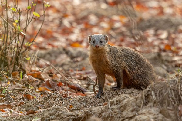 Gambian Mongoose