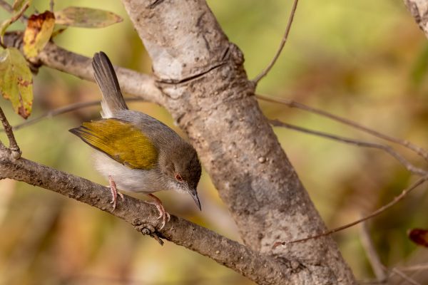 Grey-backed Camaroptera