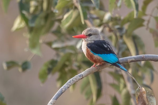 Grey-headed Kingfisher