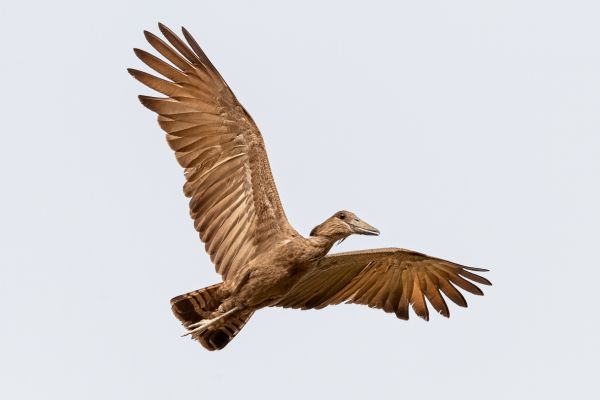 Hamerkop