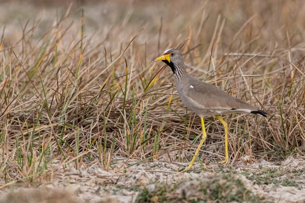 Wattled Lapwing