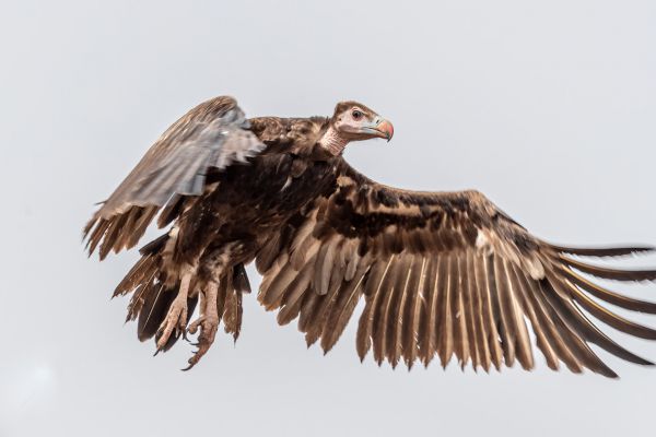 White-backed Vulture