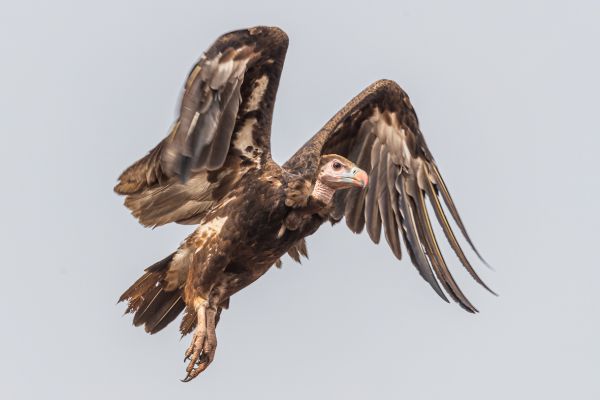 White-backed Vulture