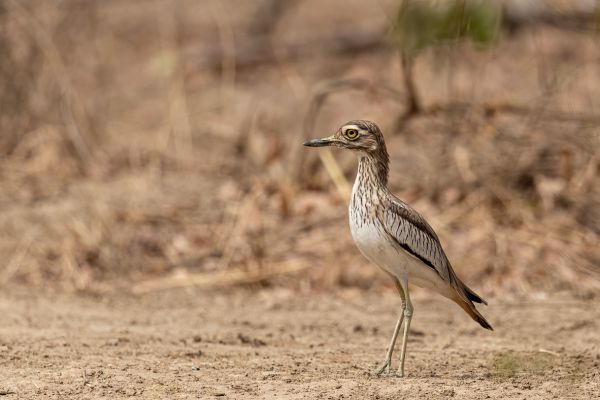 Senegal Thick-knee