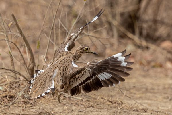 Senegal Thick-knee
