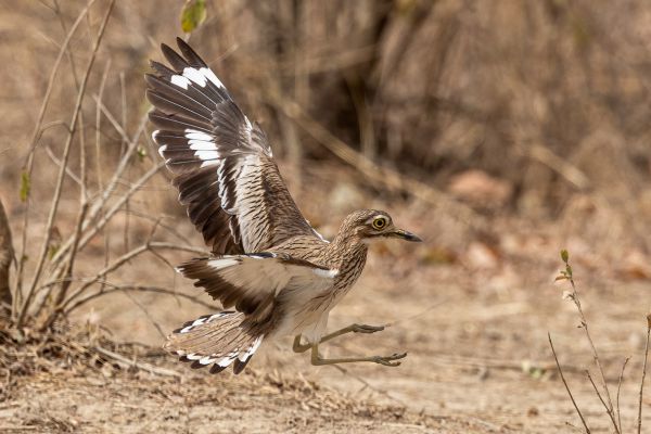 Senegal Thick-knee