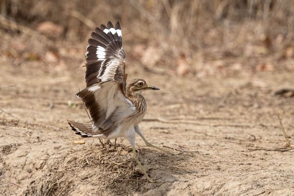 Senegal Thick-knee