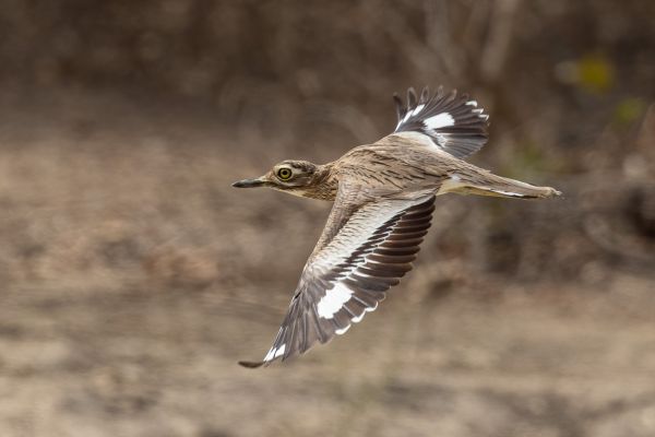 Senegal Thick-knee