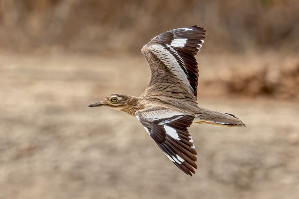 Senegal Thick-knee