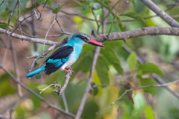 Blue-breasted Kingfisher