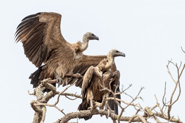 White-backed Vulture