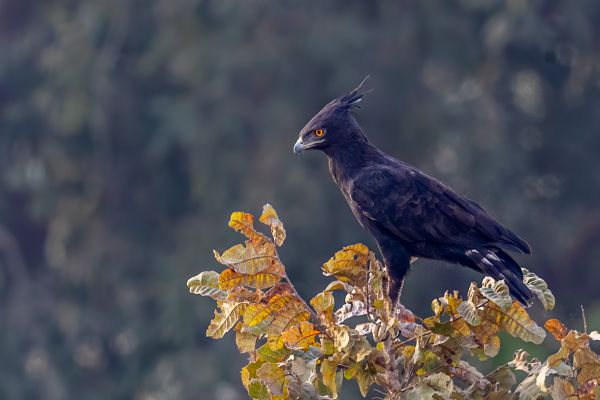 Long-crested Eagle