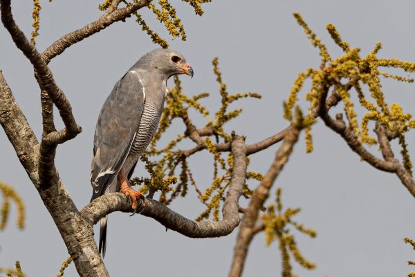 Lizard Buzzard
