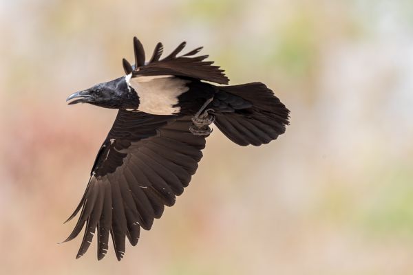 Pied Crow
