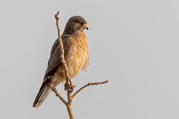 Grasshopper Buzzard