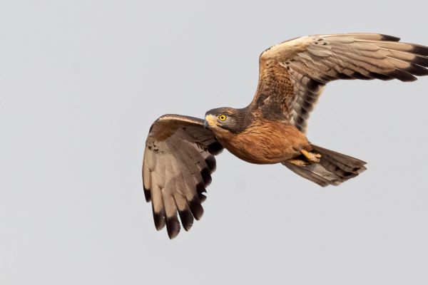 Grasshopper Buzzard