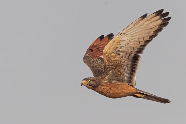 Grasshopper Buzzard