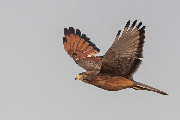 Grasshopper Buzzard