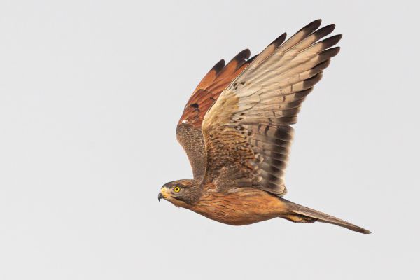 Grasshopper Buzzard