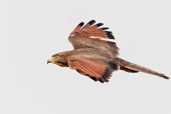 Grasshopper Buzzard
